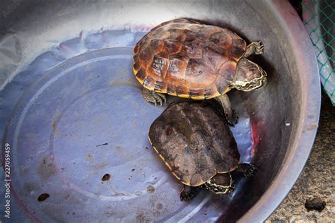 Afbeeldingsresultaten voor Turtle Shell Removed