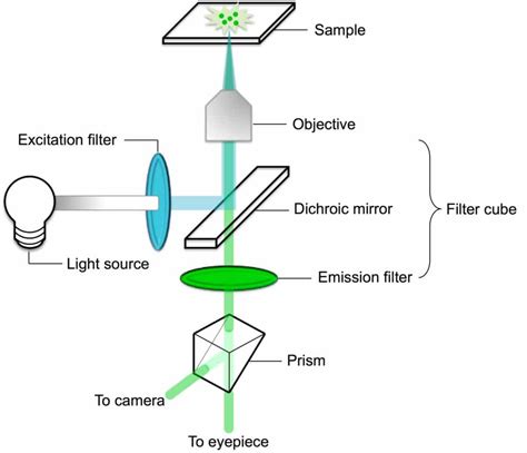 Image result for Process Study Flow Diagram for Flourescent