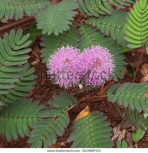 Image result for Mimosa Pudica Royalty Free Images