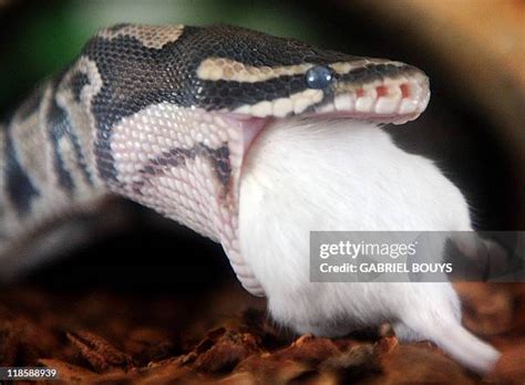 Bildergebnis für Golden Python Mouth Open