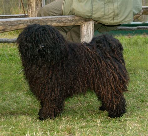 Image result for Commodore 64 Joystick