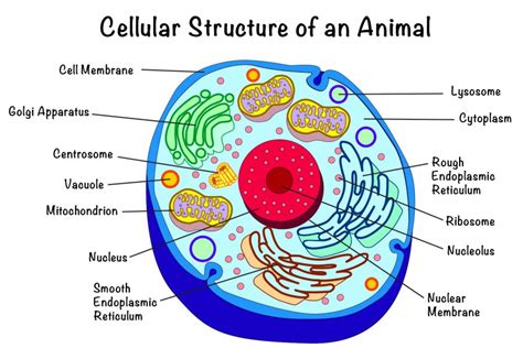 Toradh íomhá ar Cell and Cellular Particles