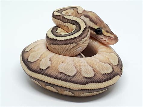 Image result for Butter Fire Ball Python