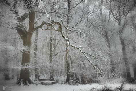 Image result for SpeedTree Snowy Tree
