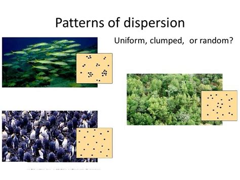 Afbeeldingsresultaten voor Clumped Dispersion Example