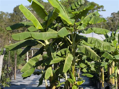 Toradh íomhá ar Blue Java Banana Tree