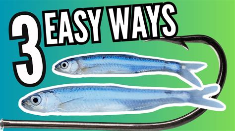 Image result for How to Use Minnows for Catfish Bait