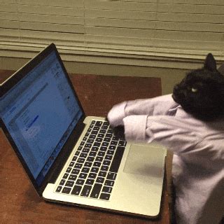 Cat Typing On Computer Meme に対する画像結果