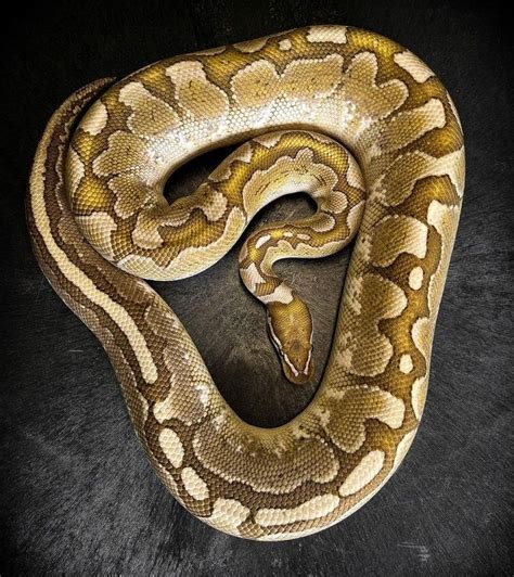 Image result for Bamboo Ultramel Ball Python