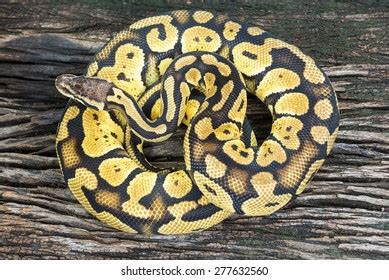 Ball Python Snake Mask के लिए छवि परिणाम