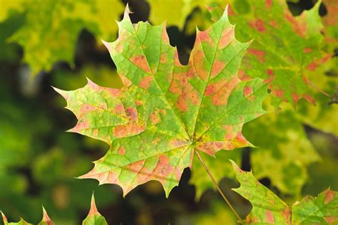 Image result for Maple Tree Fall Color