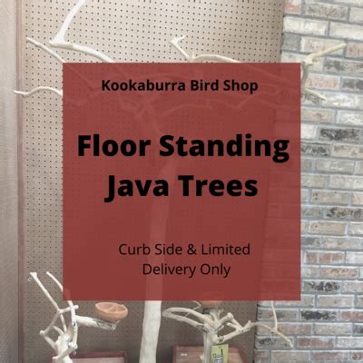 Image result for Java Tree for Birds