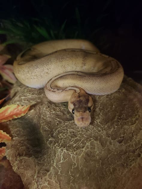 Toradh íomhá ar Ball Python Stuck Eye Cap