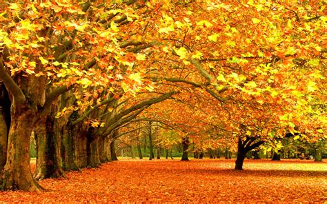 Autumn Tree Wallpapers - Wallpaper Cave