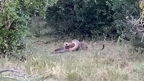 Afbeeldingsresultaten voor Python Constricts