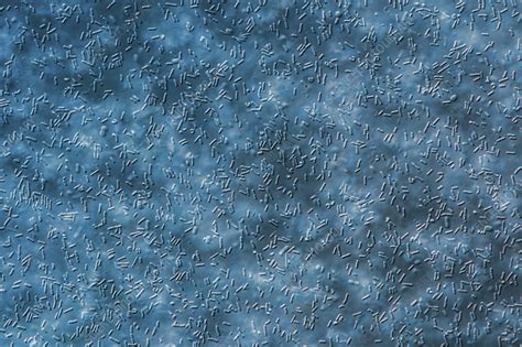 Lactobacillus Micrograph に対する画像結果