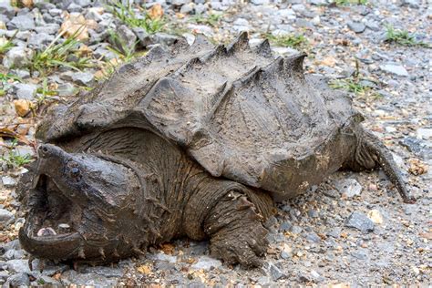 Super Rare Alligator Snapping Turtle に対する画像結果
