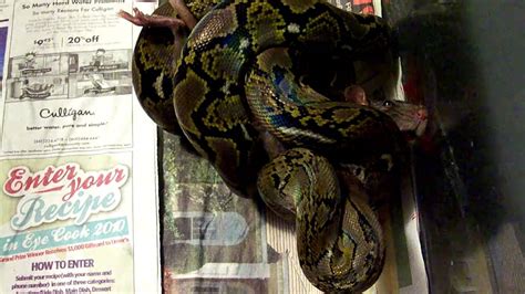 Image result for Reticulated Python Feeding Chart