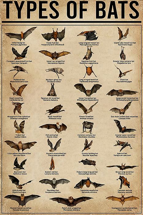 Bat Breeds-साठीचा प्रतिमा निकाल