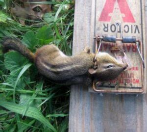 Image result for Kill Chipmunks