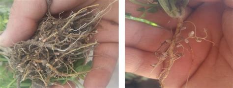 Afbeeldingsresultaten voor Vetch Root Rot