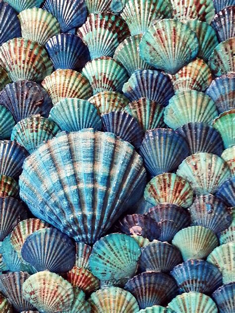 Image result for Shell Pattern Colourful