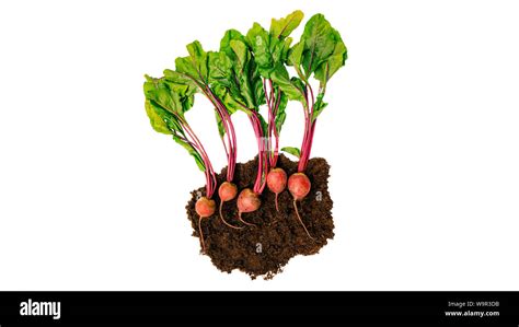 Image result for Beet Root Cut