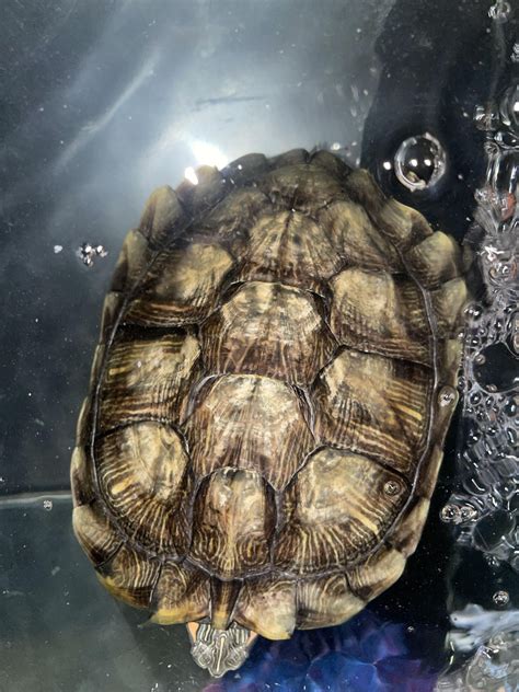 Shell Rot Turtle Affects に対する画像結果