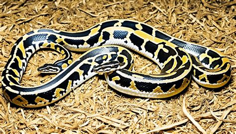 Image result for Dwarf Reticulated Python Colors