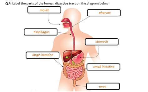 Toradh íomhá ar Digestive System Worksheet Answer Key