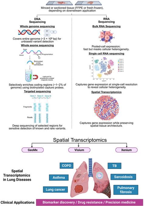 Transcriptomics Drawing に対する画像結果
