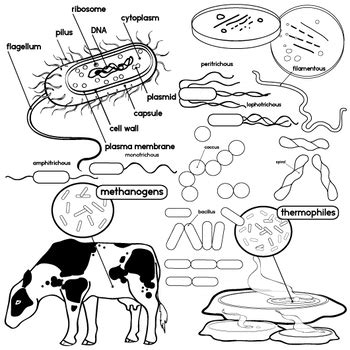 Image result for Archaea Drawing