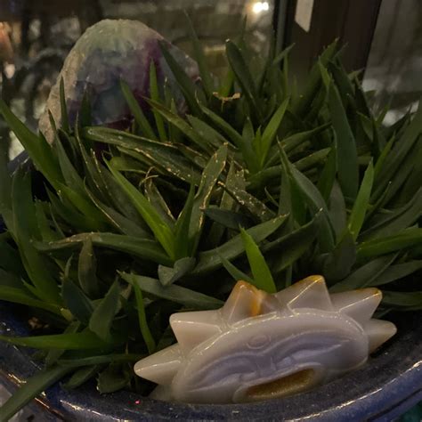 Image result for Century Plant Cactus