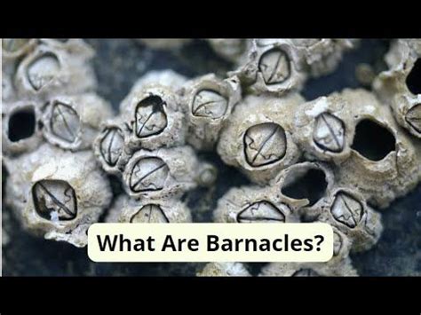 Afbeeldingsresultaten voor Barnacles Moving