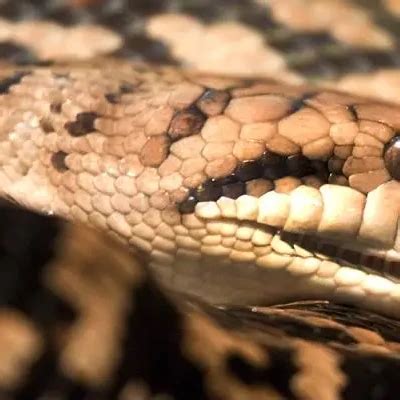 Image result for Scrub Python Australia Forest