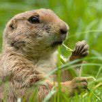 Image result for Prairie Dog Loading Meme