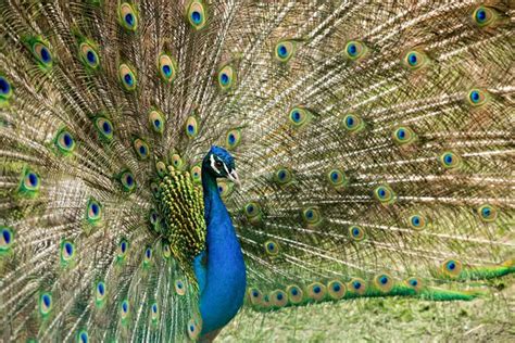 Image result for Peacock Stick Drawing