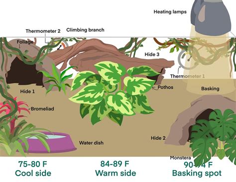 Image result for Best Set Up for a Ball Python Tank
