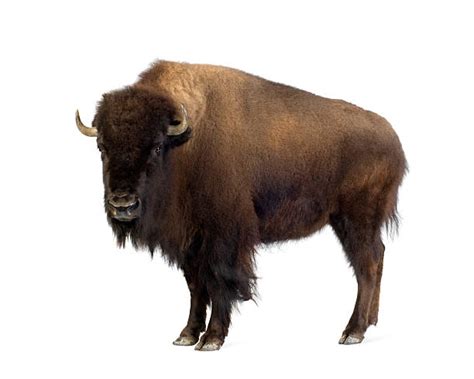 Bildergebnis für Bison Hune