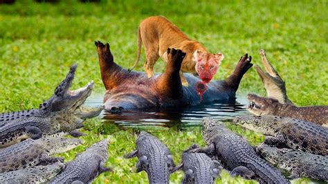 Hippo Predators-এর ছবি ফলাফল