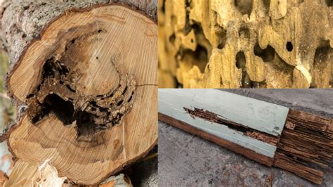 Afbeeldingsresultaten voor Carpenter Ant Holes