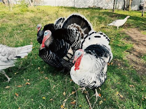 Afbeeldingsresultaten voor Pastured Poultry
