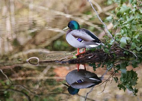 Toradh íomhá ar Home Woerd Design