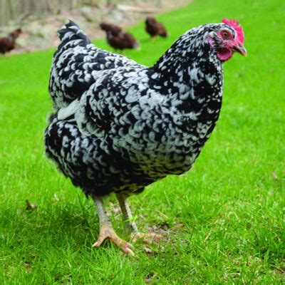 Mollten Java Chicken に対する画像結果