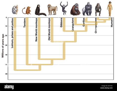 [DIAGRAM] Plant Evolution Diagram - MYDIAGRAM.ONLINE