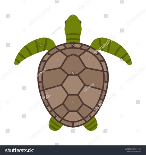 Toradh íomhá ar Turtle Top View Swimming Vector