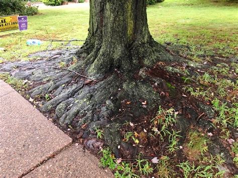 Image result for Japanese Maple Root System