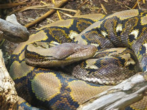 Image result for Reticulated Python Fence