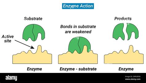 Image result for Enzyme-Substrate Complex