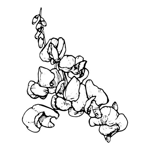 Spring Blossom Picture Line Drawing に対する画像結果